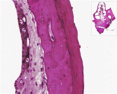 Ear | histology