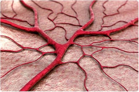 Pericytes: Purpose and Function