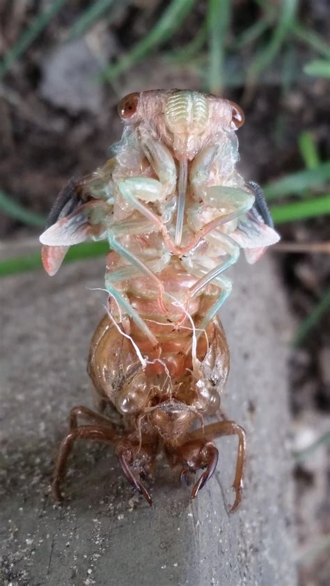 I found a cicada shedding it's shell : pics