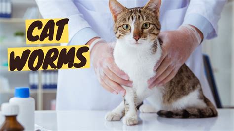 Understanding, Preventing, and Treating Cat Worms - Ultimate Guide ...