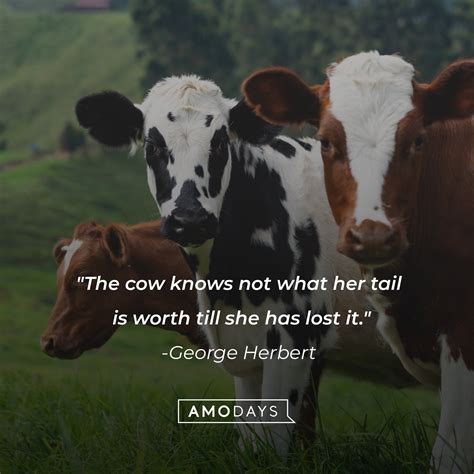 41 Cow Quotes to Make You Laugh, Learn and Think