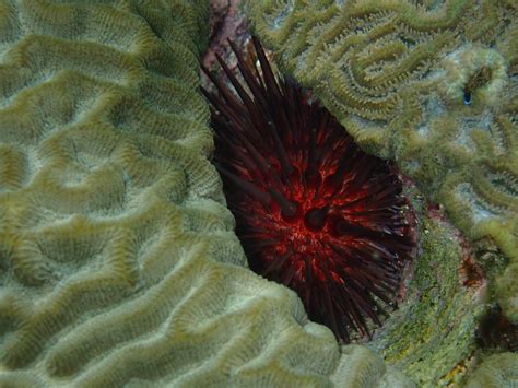 A strikingly red sea urchin : r/pics