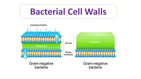 Bacterial Cell Wall Structure - Microbiology Notes