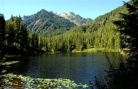 Olympic National Forest to grow? - Mike Mostyn