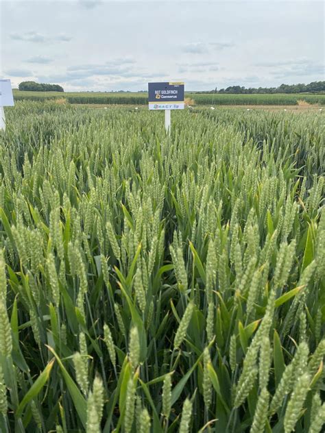 Press Release: RAGT Project To Accelerate Breeding Of More Resilient Wheat Varieties Gets ...