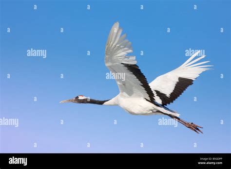 Red crowned crane flying north China Stock Photo, Royalty Free Image ...