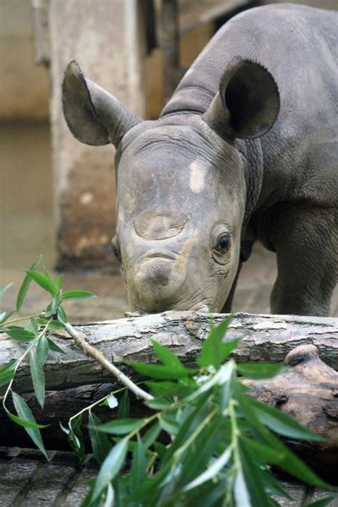 Baby Black Rhino | Animal pictures for kids, Baby rhino, Baby animals pictures