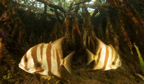 Saving Belize’s mangrove forests - WWF UK Blog