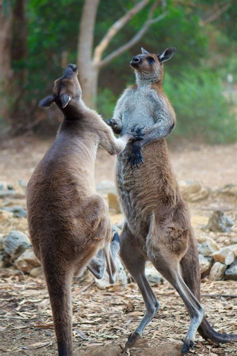 Kangaroo Fight stock photo. Image of fierce, kick, aggressive - 18872498