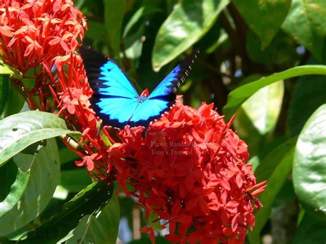 Rainforest Plants - Adventures Port Douglas Tours & Activities