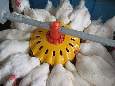 Automatic chicken feeders - Chicken feeding systems. equipment - Automatic feeding machine for ...