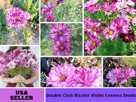 50 Seeds White and Purple Cosmos Seeds flower Seeds Herb - Etsy