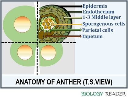 What is Anther? Definition, Structure, Video, Types & Functions - Biology Reader