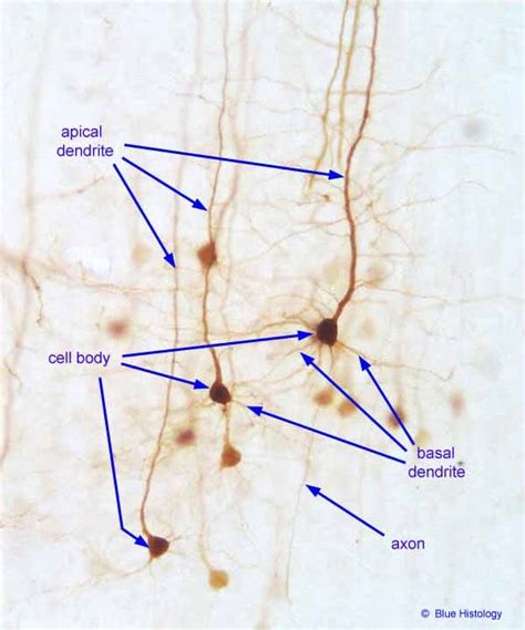 Pyramidal Cell Histology