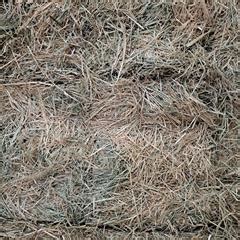 Rhodes Grass Hay for sale in Charlton QLD Lot 73318 - Feed Central