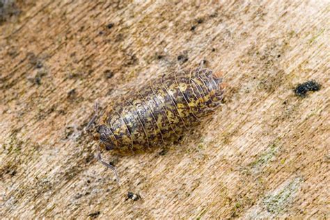 Woodlouse Photograph by Science Photo Library