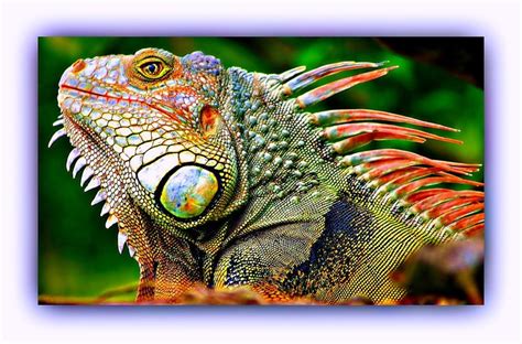 colorful lizard | Colorful lizards, Cute lizard, Lizard