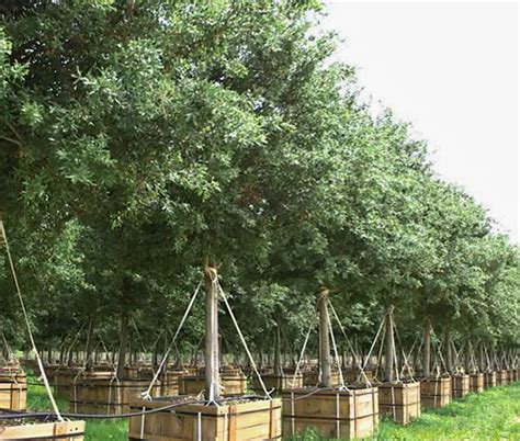 Boxed Forest of 800 Trees in Tomball Preparing for March Down Post Oak Blvd. | Swamplot