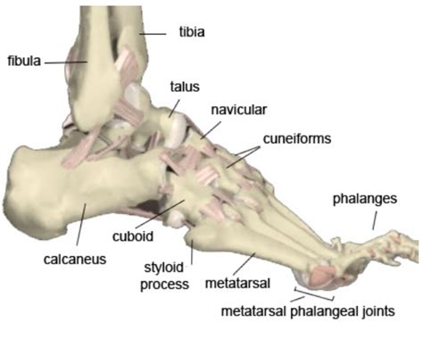 Calcaneus Fractures – Core EM