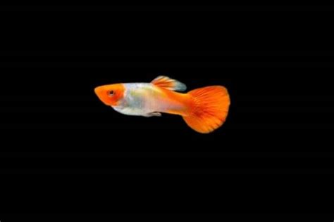 Koi Guppy (Poecilia Reticulata) Care |Complete and Easy Guide|