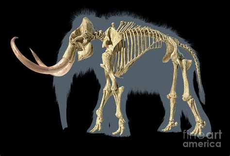 Woolly Mammoth Skeleton Photograph by Leonello Calvetti/science Photo Library | Fine Art America