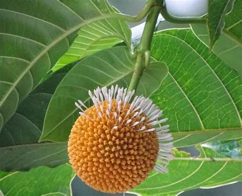 Here Are Some Surprising Health Benefits Of Kadamba Tree | HerZindagi