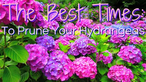 The Best Times To Prune Your Hydrangeas