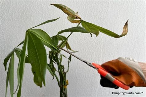 How To Prune A Money Tree? (Why To Prune+Steps) » Simplify Plants