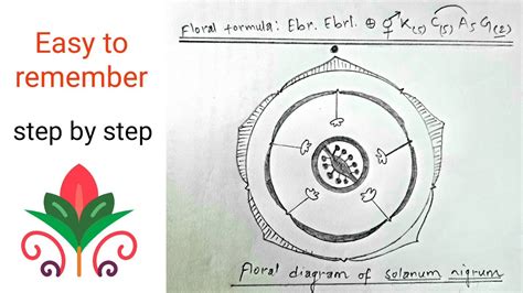 Solanaceae Family Floral Diagram