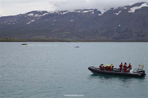 Akureyri: Whale Watching in Northern Iceland - Travel Realist