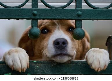 Closeup Photo Sad Puppy Looking Through Stock Photo 2159038913 | Shutterstock