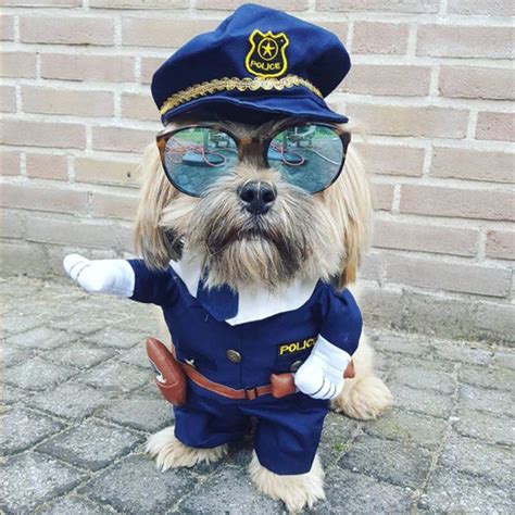 ¡Compra fácil, vive mejor! Aliexpress.com | Cute dog costumes, Funny ...