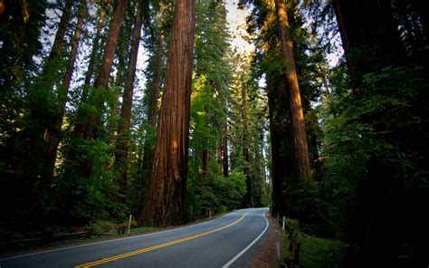 Redwoods Backgrounds and Wallpapers - WallpaperSafari