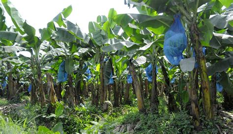 Maguindanao banana plantation closed over tensions