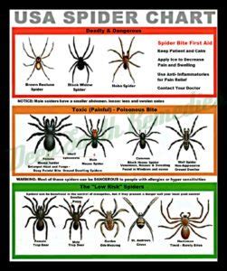 Get Your Local Spider Identification Chart - Must Have in Your Home - FREENESS.us