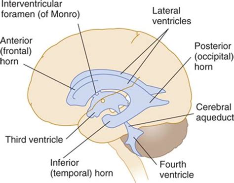 Interventricular Foramen