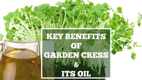 AMAZING BENEFITS OF GARDEN CRESS AND ITS OIL - YouTube