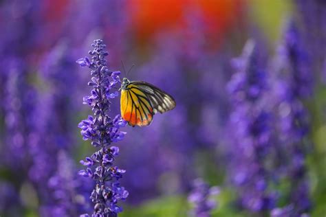 Monarch Butterfly on the Lavender in Garden - Natorps