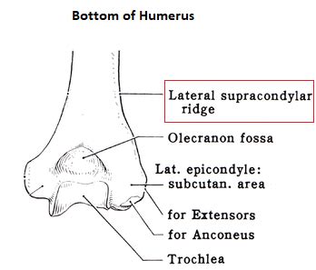 Lateral Supracondylar Ridge
