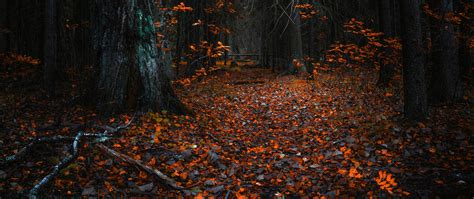 2560x1080 Forest Leaves Autumn 8k Wallpaper,2560x1080 Resolution HD 4k Wallpapers,Images ...