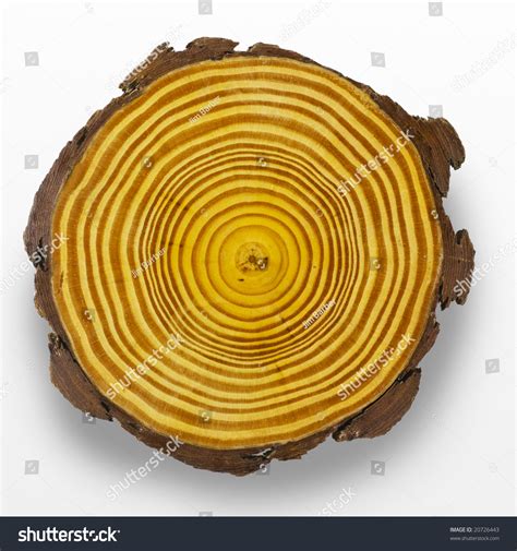 Cross Section Of Tree Trunk Showing Growth Rings Stock Photo 20726443 ...