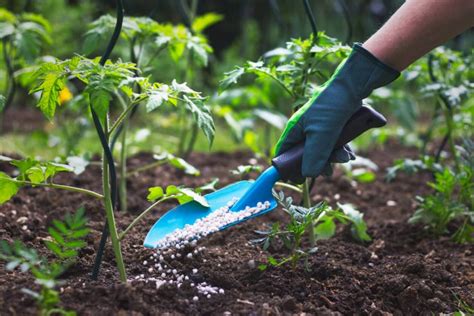 Should You Fertilize Tomato Plants? - Food Gardening Network