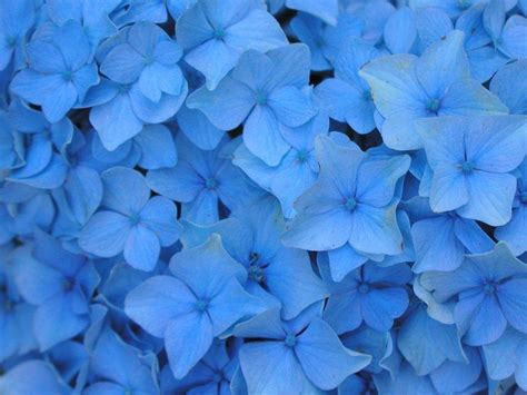 Blue Flowers Backgrounds - Wallpaper Cave