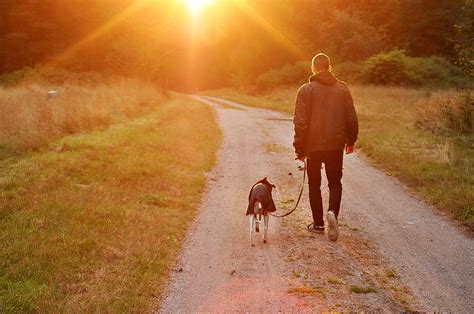 Free Images : man, nature, walking, sunset, sunlight, morning, dog, autumn, season, sweden ...