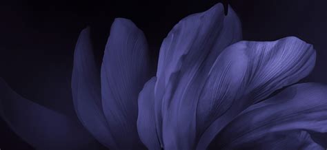 Amoled Black Flowers Wallpapers - Wallpaper Cave