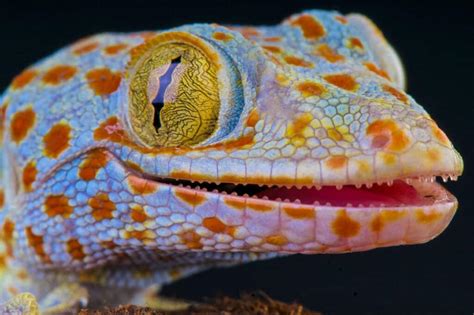 Gecko Teeth: Everything You Need To Know - A-Z Animals