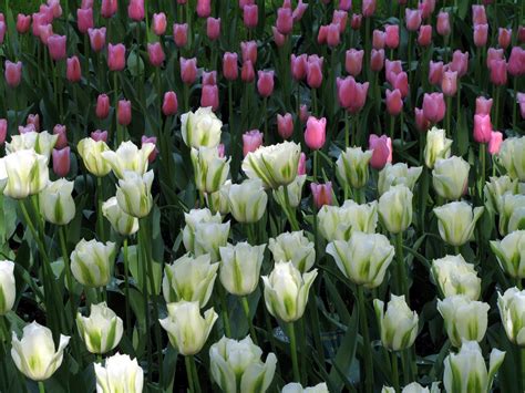 thaumazein: DUTCH TULIPS