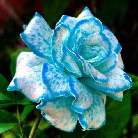 Beautiful Unique Blue and White Color Rose in 2020 | Beautiful rose flowers, Unusual flowers ...