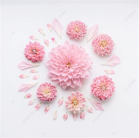 Round Pink Pale Flowers Composition With Petals On White Desktop ...