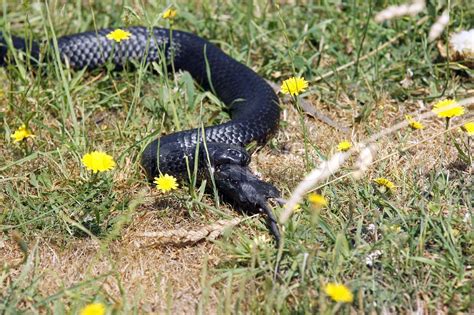 Tiger Snake, Tasmania, Australia | Stock image | Colourbox